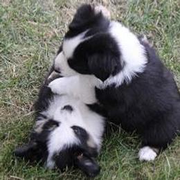 Miniature Australian Shepherd Puppies from Sapphire Stables