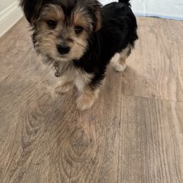 Maltese, Morkie, and Yorkshire Terrier Puppies from California AKC Maltese & Yorkies
