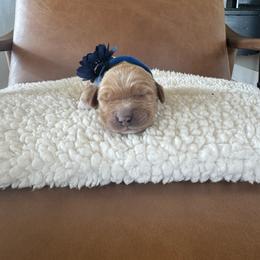 Blue - male Australian Labradoodle puppy in Ferndale, Washington from Annie's Doodles