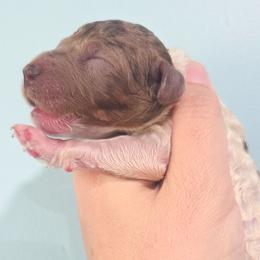Willow - Merle female Labradoodle puppy in Lexington Park, Maryland from SUNNY SIDE DOODLES