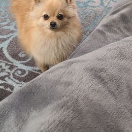 Pomeranian Puppies from Merri's Pom's