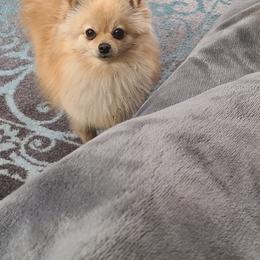 Pomeranian Puppies from Merri's Pom's