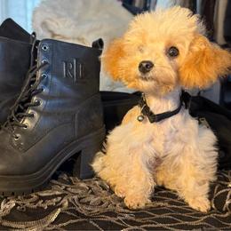 Tiffany - Apricot female Poodle puppy in Taylorsville, North Carolina from SilverLining highlands and hounds