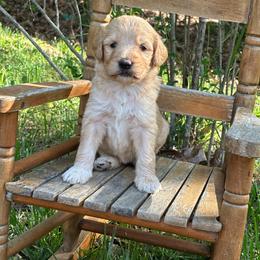 Chai - Red female Labradoodle puppy in Batesville, Arkansas from Morris Farmyard