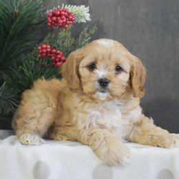 Myla - Red female Cavapoo puppy in Honey Brook, Pennsylvania from Stoltzfus Family Puppies (license number 18844)