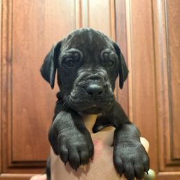 Holley - Black female Great Dane puppy in Ider, Alabama from Sand Mountain Danes LLC
