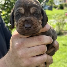 Blue Collar - Liver and tan male Bloodhound puppy in Lynchburg, Virginia from Clays Bloodhounds and Bassets