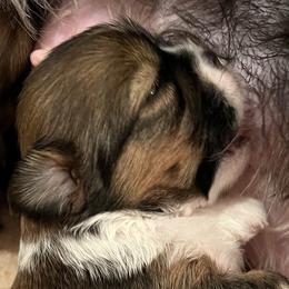 Lhasa Apsos from Tammy Privette