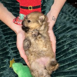 Cider - Orange sable female Pomeranian puppy in Zavalla, Texas from Precious Puff Poms