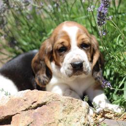 Kratos - Black brown and white male Basset Hound puppy in Idaho from Welcome Home Bassets