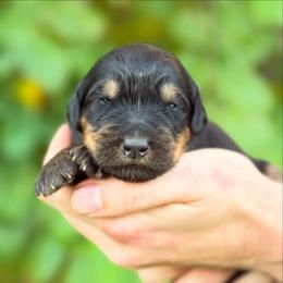 Coco - Phantom female Bernedoodle puppy in Glendale, Arizona from Arizona Bernedoodles