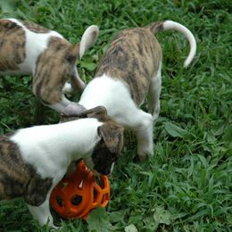 Whippet Puppies from Wyndham Whippets