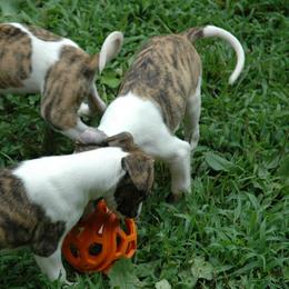 Whippet Puppies from Wyndham Whippets