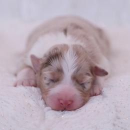 Ruth - Red merle female Australian Shepherd puppy in Leavenworth, Kansas from Silverbrook Australian Shepherds