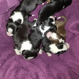 Border Collie Puppies from Overdrive Border Collies