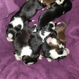 Border Collie Puppies from Overdrive Border Collies
