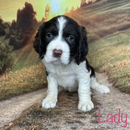 Lady - English Springer Spaniel puppy in Pine Island, Minnesota from Country Breeze Springer Spaniels