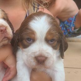 English Springer Spaniel Puppies from Homegrown Springers