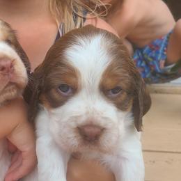 English Springer Spaniel Puppies from Homegrown Springers