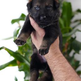 Luxor - Sable male German Shepherd puppy in Coarsegold, California from Yosemite Shepherds