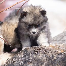 Pomsky Puppies from New World Pomskies