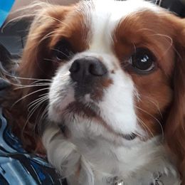Pie - Cavalier King Charles Spaniel