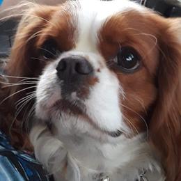 Pie - Cavalier King Charles Spaniel