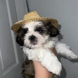 Odin - Shih Tzu
