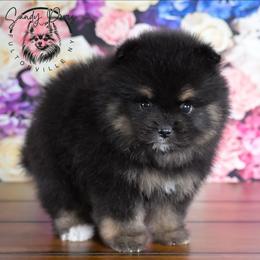 Bowie - Black and tan male Pomeranian puppy in Fultonville, New York from Sandy Aussies & Pomeranians