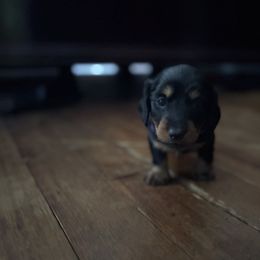 Collin - Black and tan male Dachshund puppy in Hobart, Indiana from Cogsworth Cromwell Dachshunds of NW Indiana