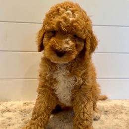 Blue Collar Boy - Apricot male Goldendoodle puppy in San Augustine, Texas from Vintage Doodles