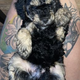 Goldendoodle Puppies from DeBerrys Doodles