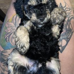 Goldendoodle Puppies from DeBerrys Doodles