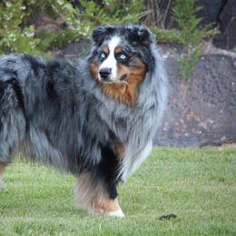 Torch - Australian Shepherd