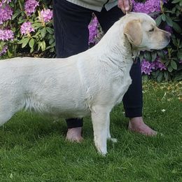 Labrador Retrievers from Heirloom Labradors