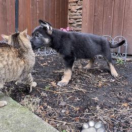 German Shepherd Puppies from Sandy’s Shepherds