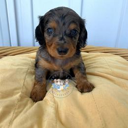 Daisy - Dapple female Dachshund puppy in Cave City, Kentucky from Mammoth Cave Dachshunds