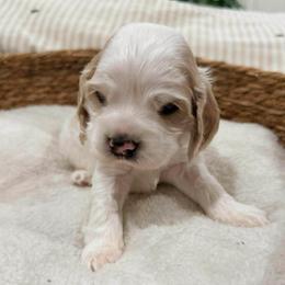 Blue Boy - Buff male Cocker Spaniel puppy in Beggs, Oklahoma from Southern Country Cockers