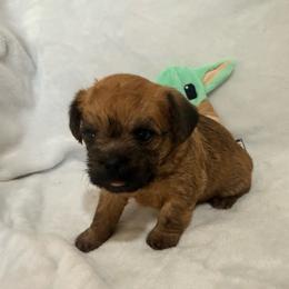 Chubacca (Chewy) - Belge male Brussels Griffon puppy in Seneca, Missouri from Stephanie’s Puppy Colony
