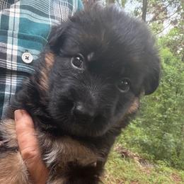 Female 2 - Black and red female German Shepherd puppy in Brooksville, Florida from Vom Hundhaus Shepherds
