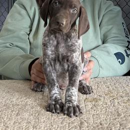Blue Boy - Liver roan male German Shorthaired Pointer puppy in Dearborn, Missouri from Hardwood Kennels