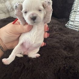 Brie - White female Maltipoo puppy in Fredericktown, Missouri from Doodle Pups Fur-Ever