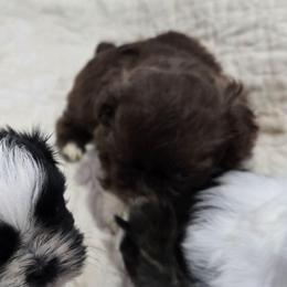 Wicket - Chocolate male Shih Tzu puppy in Carthage, Missouri from Cooley's Cuddle Pups