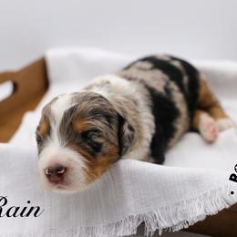 Rain - Blue merle female Bernedoodle puppy in Edmond, Oklahoma from Rock N Roll Doodles