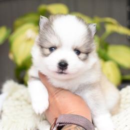 Kevin - Silver male Pomsky puppy in Coos Bay, Oregon from Ocean View Pomskies