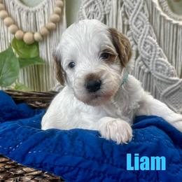 Liam - Parti male Goldendoodle puppy in Jonesboro, Arkansas from Honeysuckle Creek Goldendoodles