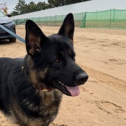 Bubble - German Shepherd