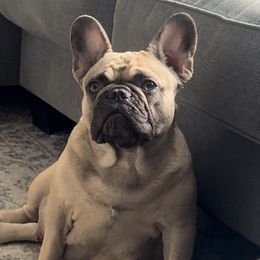 Pira - French Bulldog