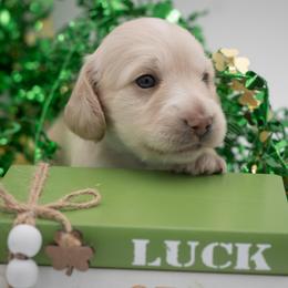 Apollo - Cream male Dachshund puppy in Mesa, Arizona from Dach Army LLC