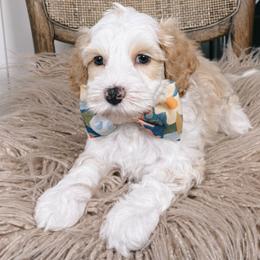 Honey Bun - Caramel cream male Australian Labradoodle puppy in Decatur, Alabama from Southern Meadows Doodles